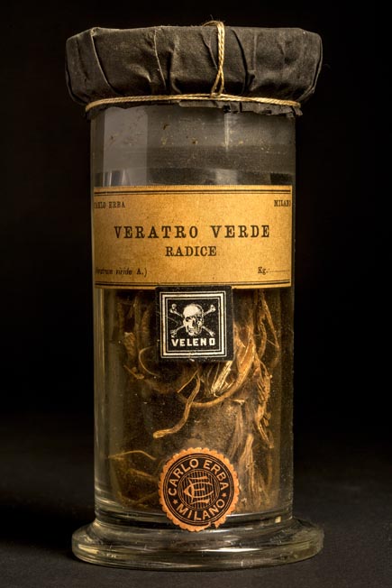 VERATRO VERDE - radice